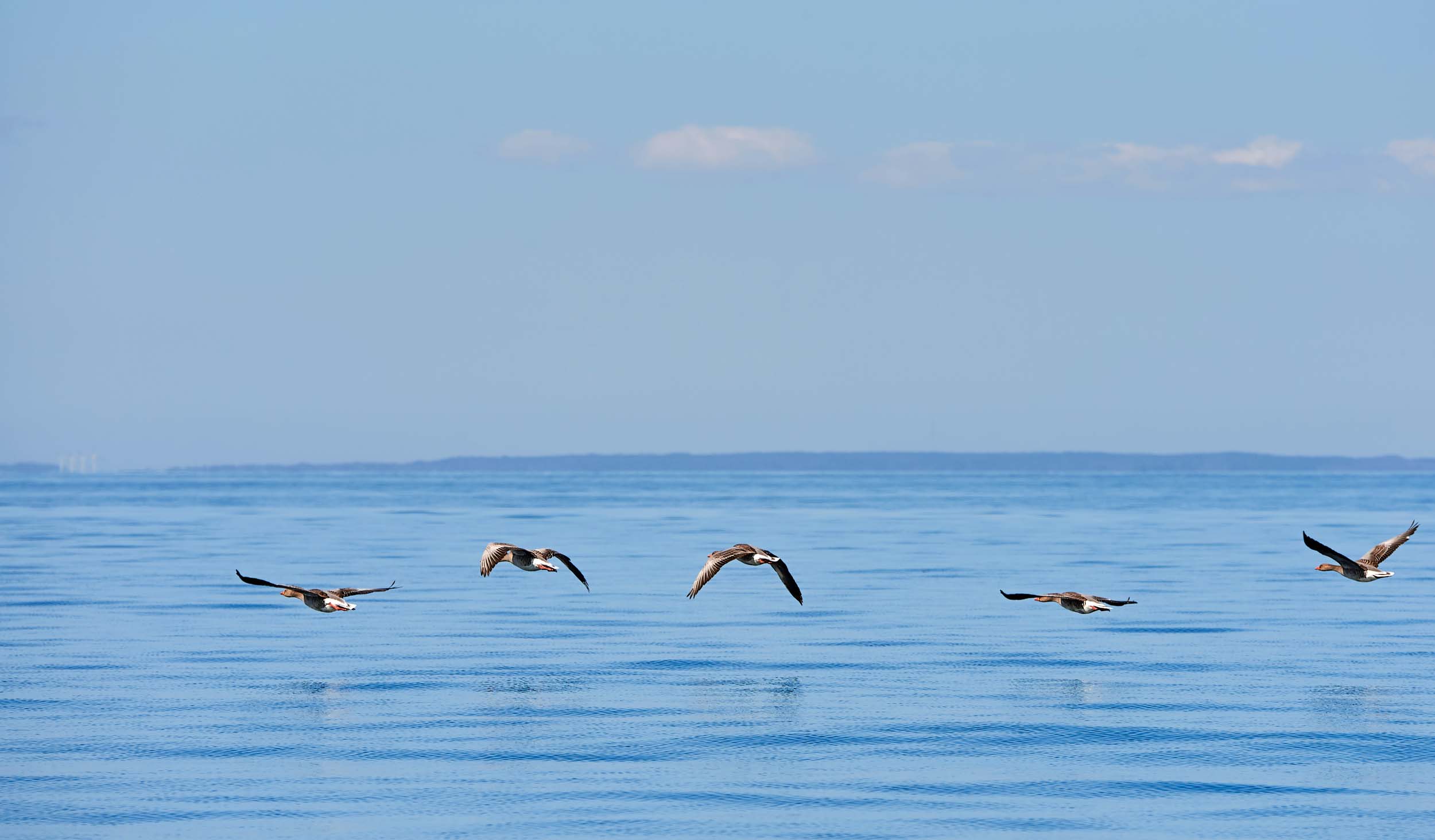 Open sea with five birds flying close to the water near Samsoe Stavnsfjor.